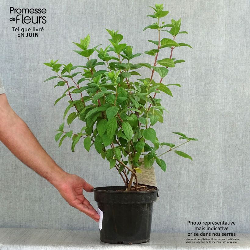 Exemplaar van Hydrangea paniculata White Diamonds - Pluimhortensia Pot van 3 l/4 l zoals geleverd in de zomer