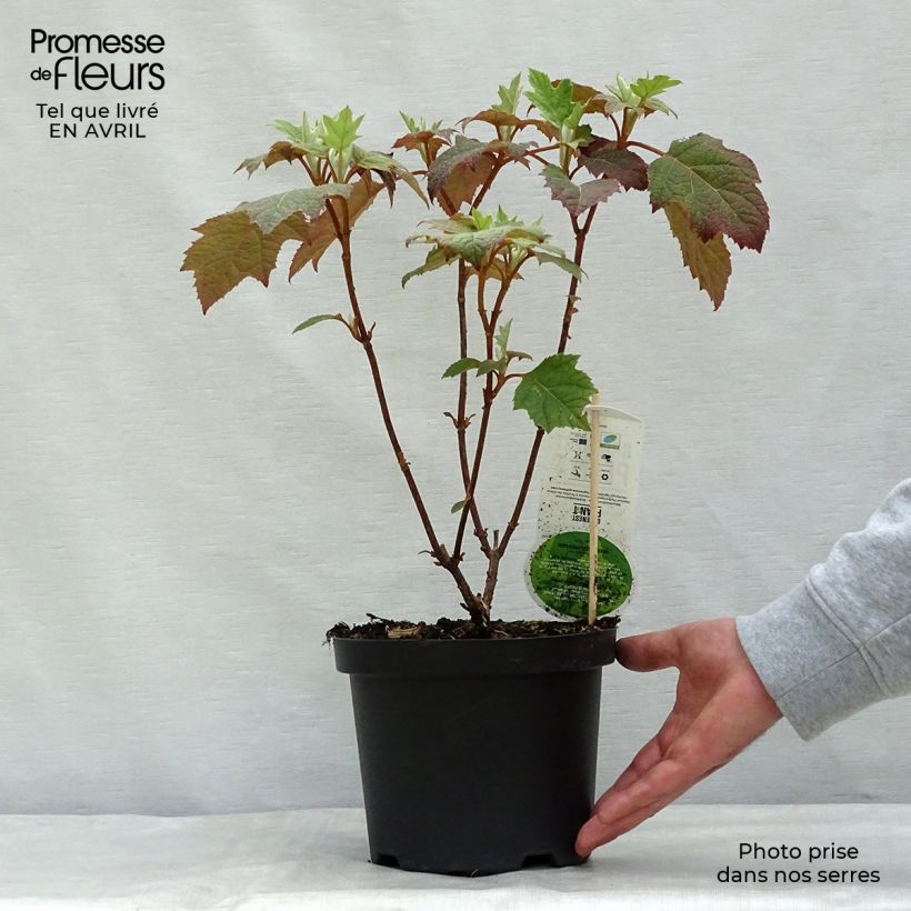 Exemplaar van Hydrangea quercifolia Harmony - Eikenbladhortensia Pot van 2 l/3 l zoals geleverd in de lente