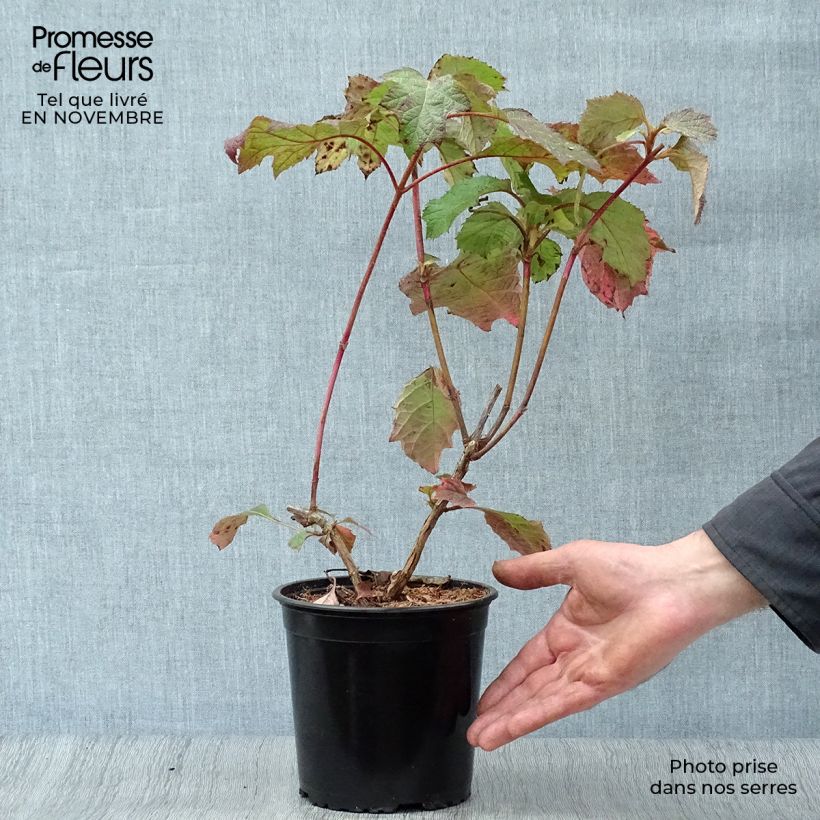 Exemplaar van Hydrangea quercifolia Harmony - Eikenbladhortensia Pot van 2 l/3 l zoals geleverd in de herfst