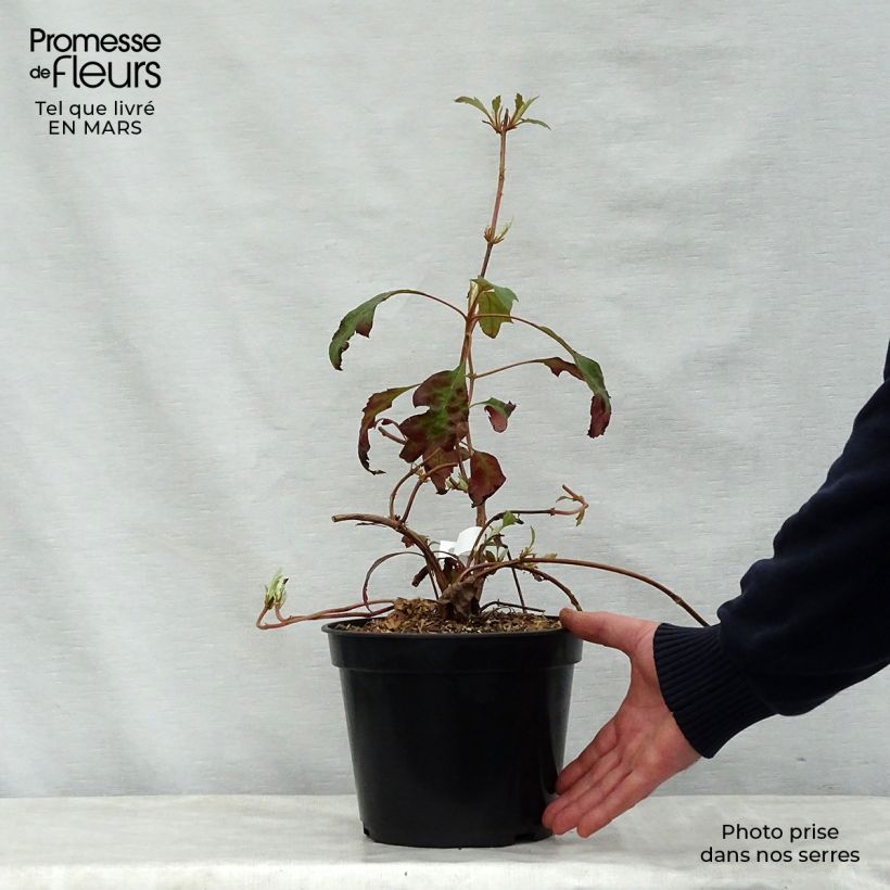 Exemplaar van Hydrangea quercifolia Ice Crystal - Eikenbladhortensia Pot van 4 l/5 l zoals geleverd in de lente