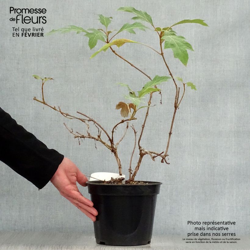 Example of Hydrangea quercifolia Ice Crystal - Hortensia à feuilles de chêne Pot van 4 l/5 l as you get in hiver