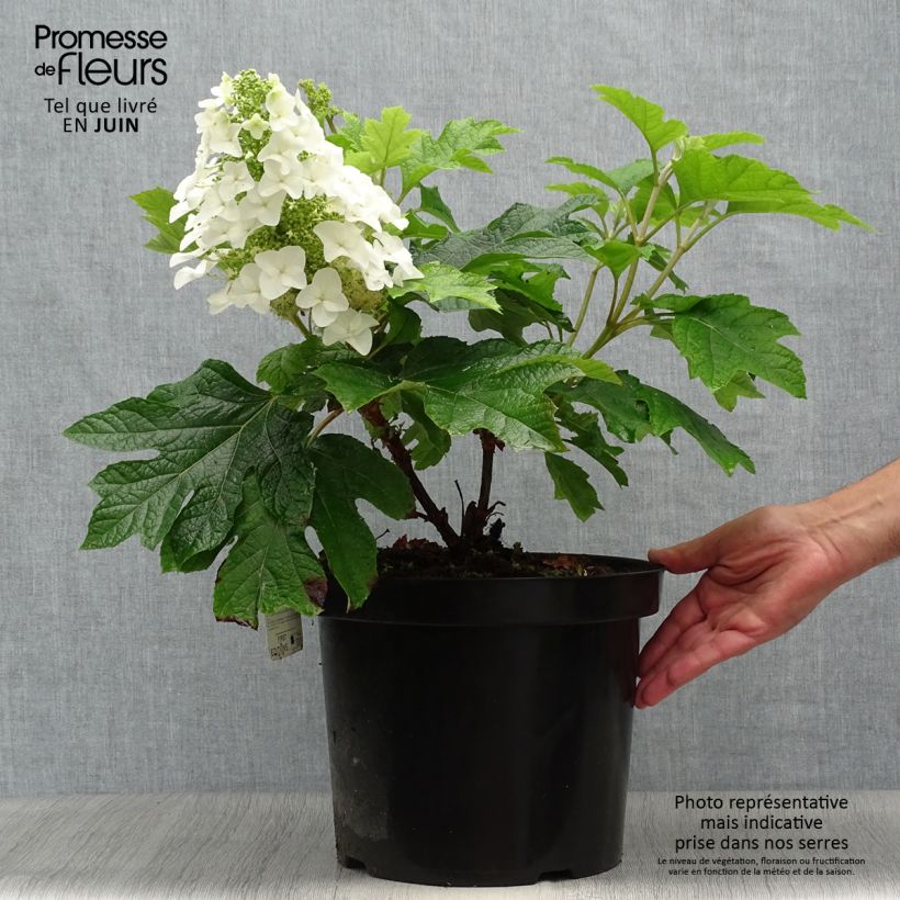 Exemplaar van Hydrangea quercifolia Jetstream - Eikenbladhortensia Pot van 6 l/7 l zoals geleverd in de zomer