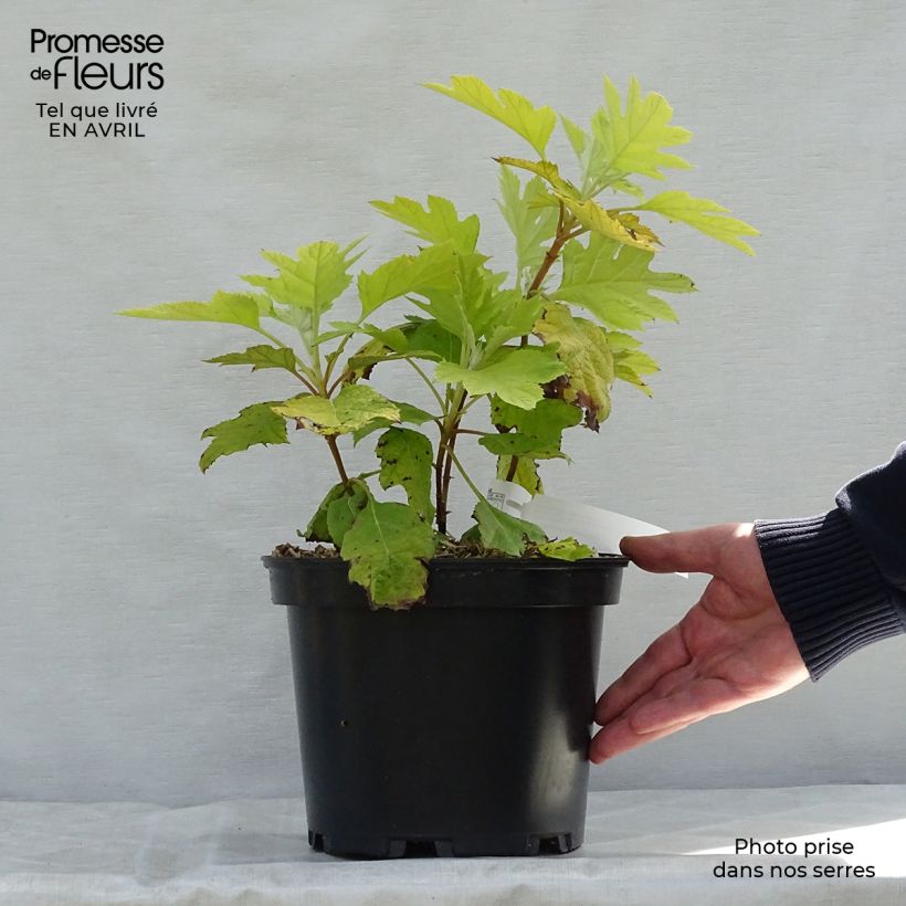 Exemplaar van Hydrangea quercifolia Little Honey - Eikenbladhortensia Pot van 4 l/5 l zoals geleverd in de lente