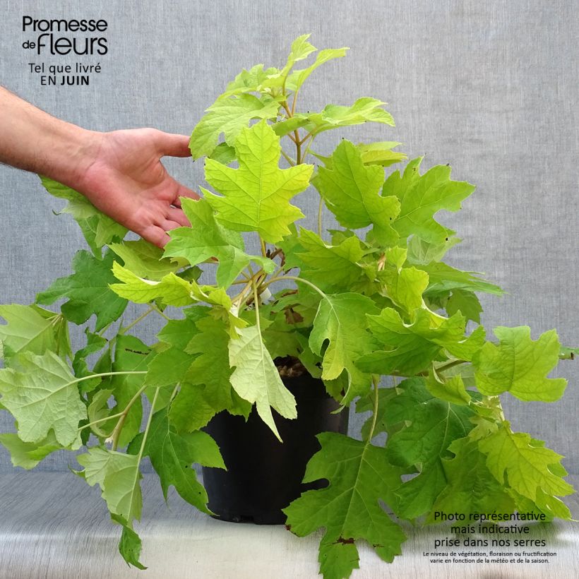Exemplaar van Hydrangea quercifolia Little Honey - Eikenbladhortensia Pot van 4 l/5 l zoals geleverd in de zomer
