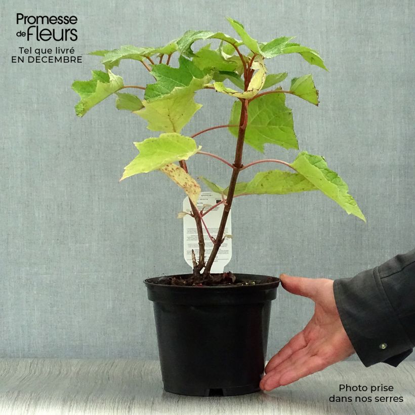 Example of Hydrangea quercifolia Munchkin  - Hortensia à feuilles de chêne Pot van 2 l/3 l as you get in hiver