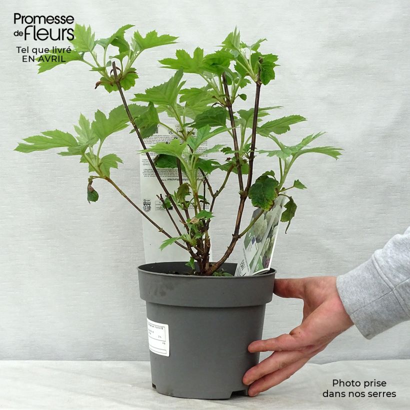 Exemplaar van Hydrangea quercifolia Munchkin - Eikenbladhortensia Pot van 2 l/3 l zoals geleverd in de lente