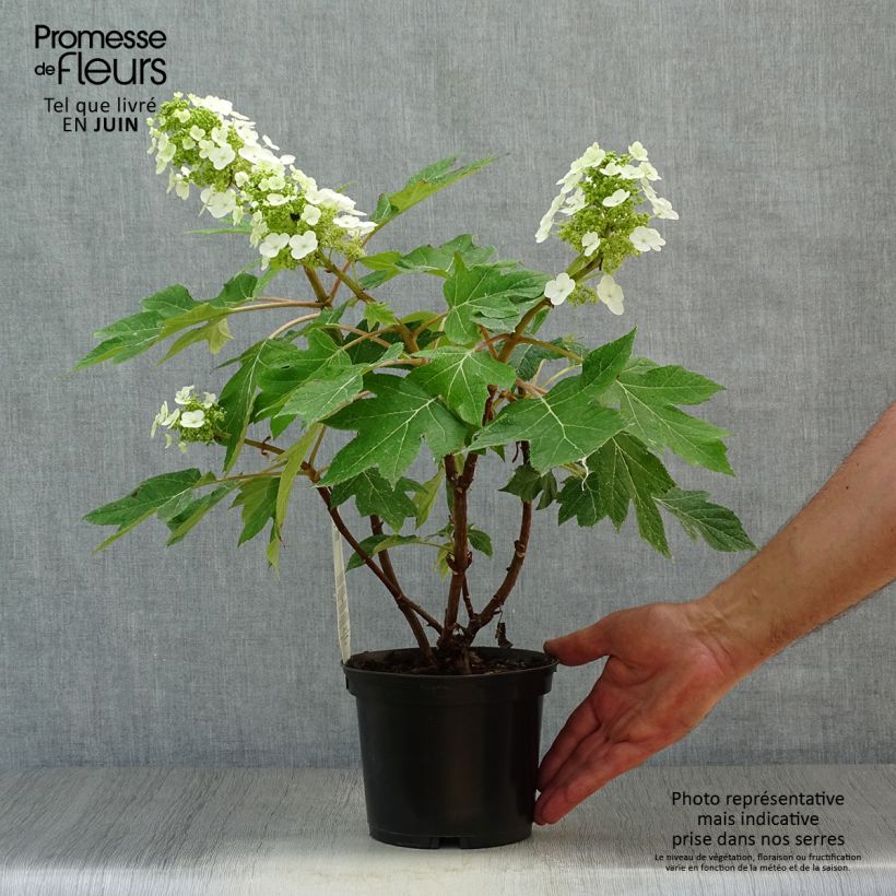 Exemplaar van Hydrangea quercifolia Munchkin - Eikenbladhortensia Pot van 2 l/3 l zoals geleverd in de zomer