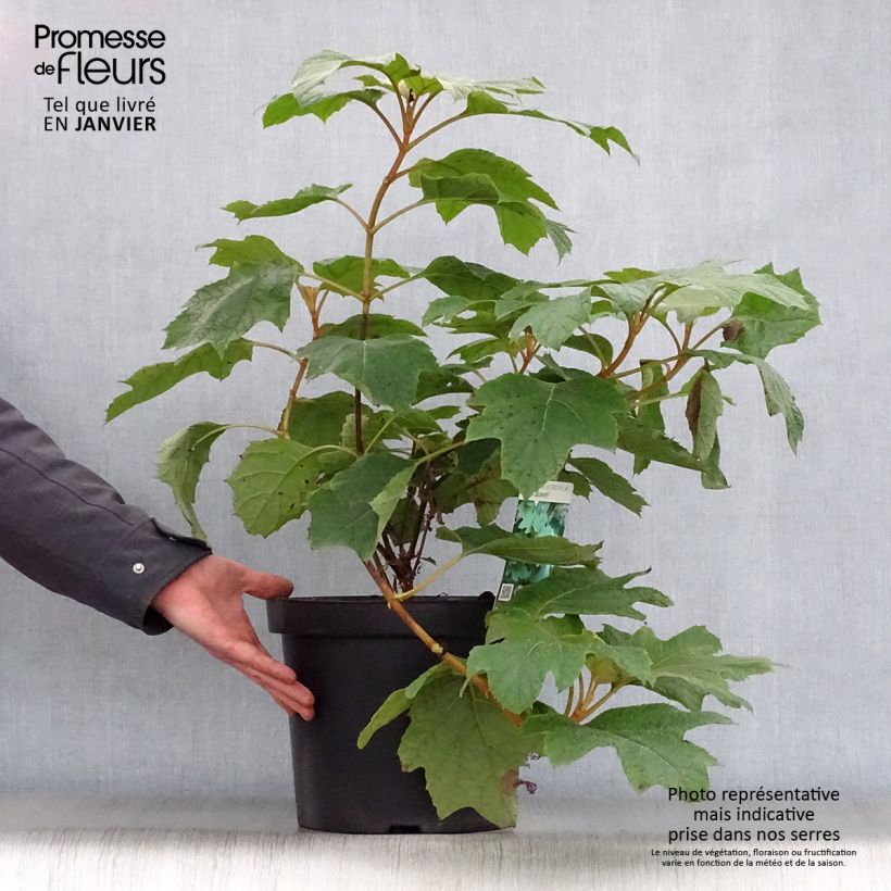 Example of Hydrangea quercifolia Snow Queen - Hortensia à feuilles de chêne Pot van 4 l/5 l as you get in hiver