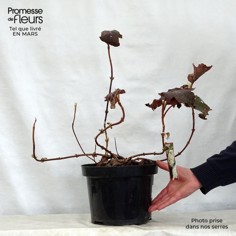 Exemplaar van Hydrangea quercifolia Snow Queen - Eikenbladhortensia Pot van 4 l/5 l zoals geleverd in de lente