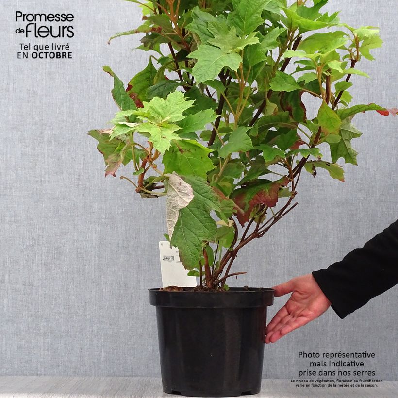 Exemplaar van Hydrangea quercifolia Snow Queen - Eikenbladhortensia Pot van 4 l/5 l zoals geleverd in de herfst