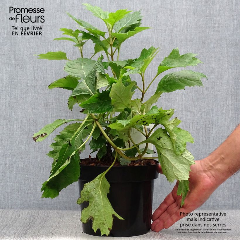 Exemplaar van Hydrangea quercifolia Snow Queen - Eikenbladhortensia Pot van 2 l/3 l zoals geleverd in de herfst