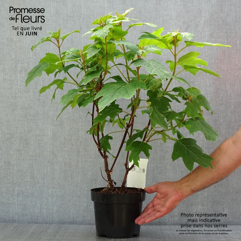 Exemplaar van Hydrangea quercifolia Snow Queen - Eikenbladhortensia Pot van 2 l/3 l zoals geleverd in de zomer