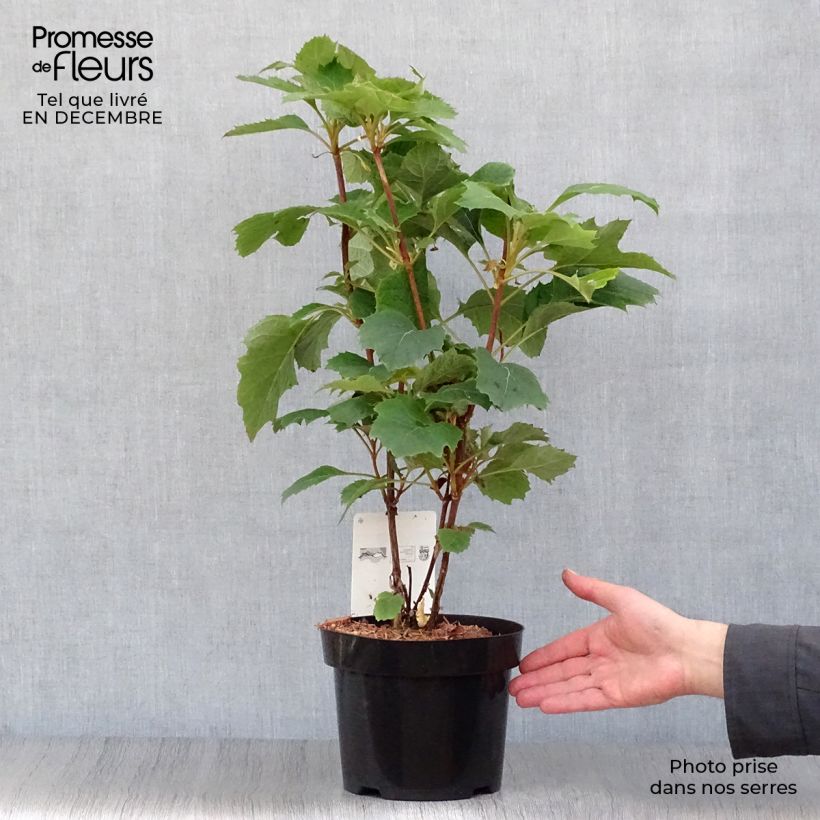 Example of Hydrangea quercifolia Snow Queen - Hortensia à feuilles de chêne Pot van 2 l/3 l as you get in hiver