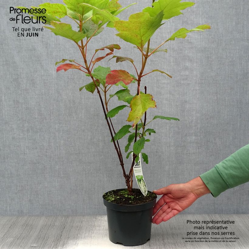 Exemplaar van Hydrangea quercifolia Snowflake - Eikenbladhortensia Pot van 3 l/4 l zoals geleverd in de zomer