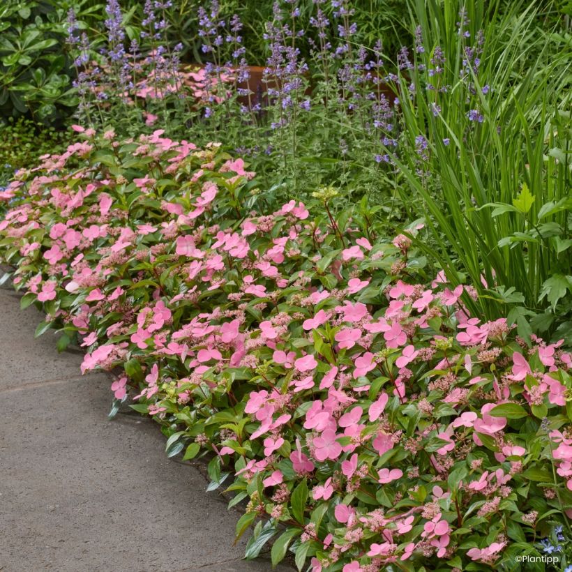 Hydrangea scandens First Love - Guirlande hortensia (Plant habit)