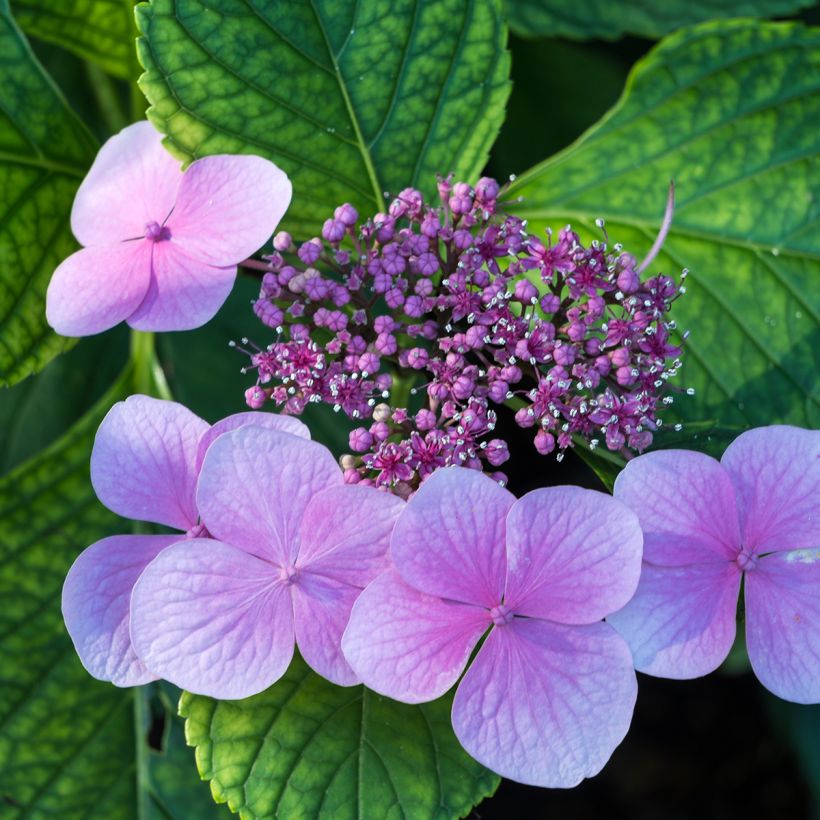 Hydrangea serrata Avelroz Dolmyf - Berghortensia (Flowering)