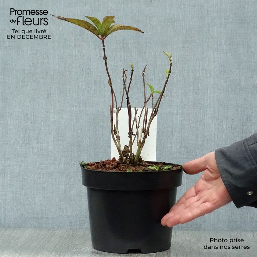 Example of Hortensia - Hydrangea serrata Avelroz Pot van 2 l/3 l as you get in hiver