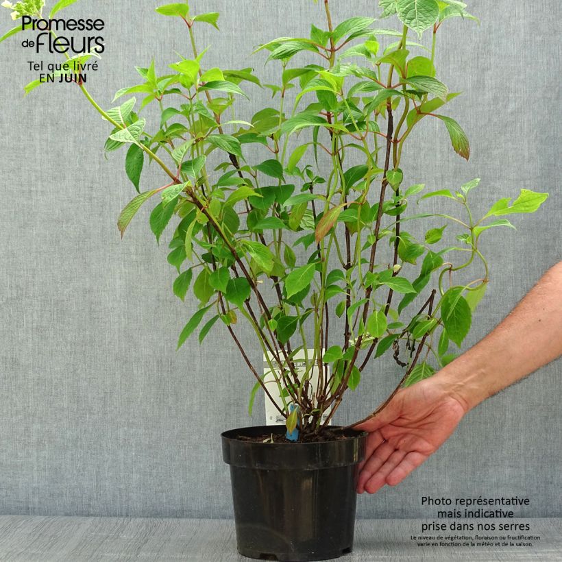 Exemplaar van Hydrangea serrata Avelroz Dolmyf - Berghortensia Pot van 2 l/3 l, Struik zoals geleverd in de zomer
