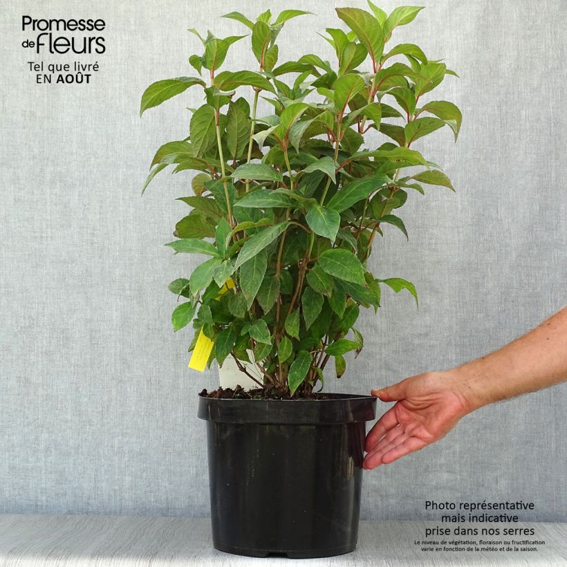 Exemplaar van Hydrangea serrata Avelroz Dolmyf - Berghortensia Pot van 7,5 l/10 l zoals geleverd in de zomer