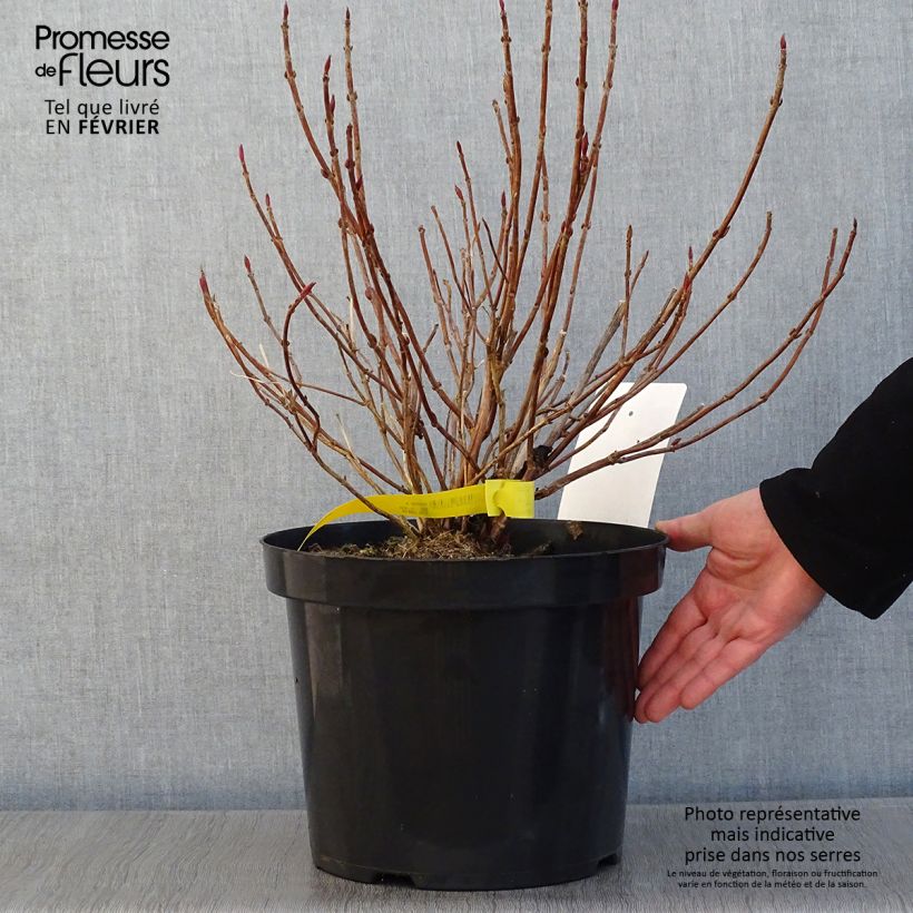 Example of Hortensia - Hydrangea serrata Avelroz Pot van 7,5 l/10 l as you get in hiver