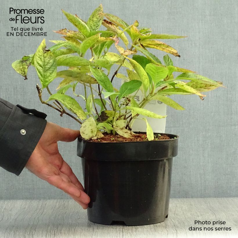 Example of Hydrangea serrata Blue Bird - Berghortensia Pot van 3 l/4 l as you get in hiver