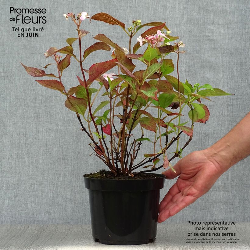 Exemplaar van Hydrangea serrata Blue Bird - Berghortensia Pot van 3 l/4 l zoals geleverd in de zomer