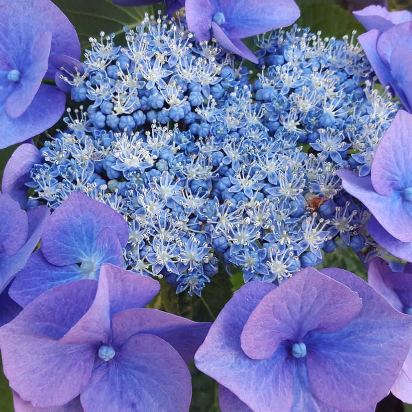 Hydrangea serrata Blue Bird - Berghortensia (Flowering)