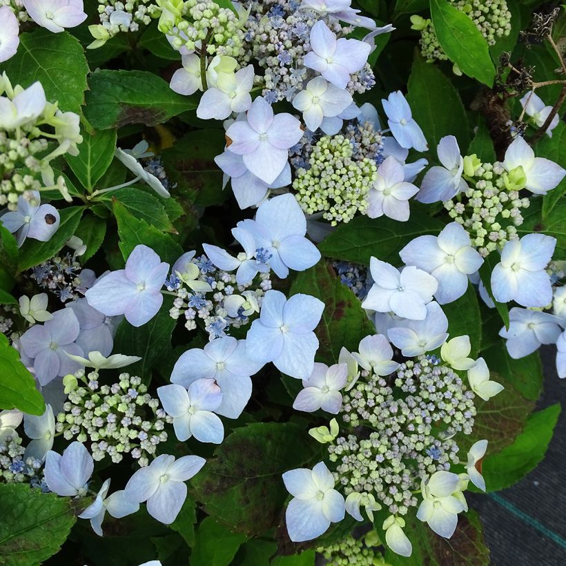 Hydrangea serrata Blue Deckle - Berghortensia (Flowering)