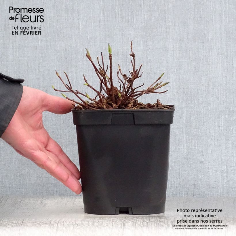 Example of Hortensia - Hydrangea serrata Blue Deckle Pot van 2 l/3 l as you get in hiver