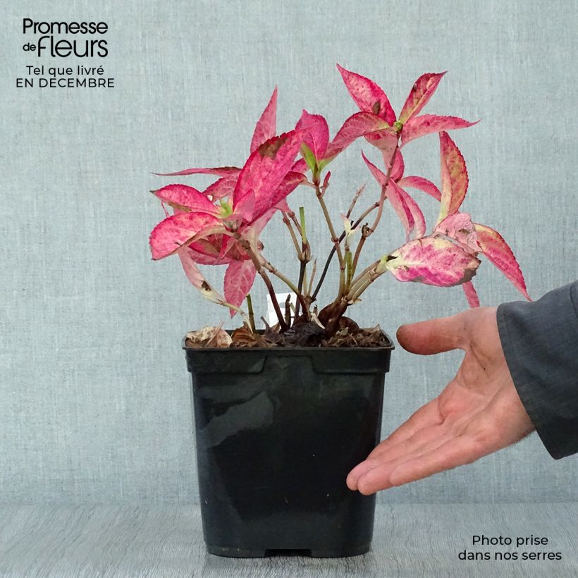 Example of Hortensia - Hydrangea serrata Cap Sizun Pot van 2 l/3 l as you get in hiver