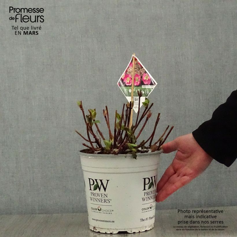 Example of Hortensia - Hydrangea serrata Cotton Candy Pot van 4 l/5 l as you get in hiver