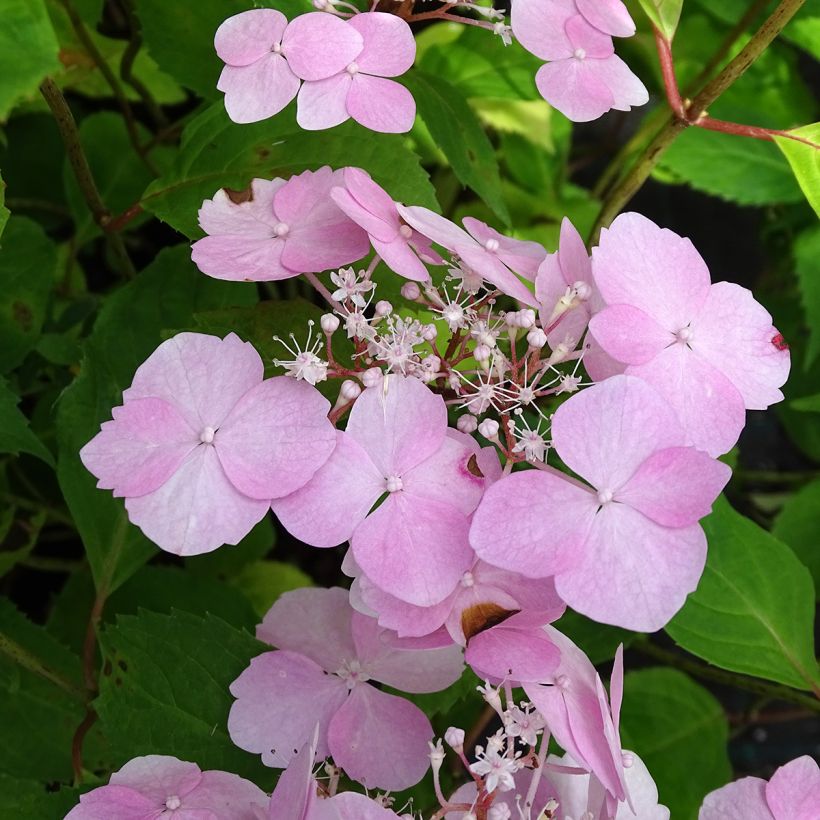 Hydrangea serrata Graciosa - Berghortensia (Flowering)