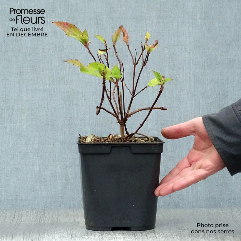 Example of Hortensia - Hydrangea serrata Graciosa Pot van 2 l/3 l as you get in hiver