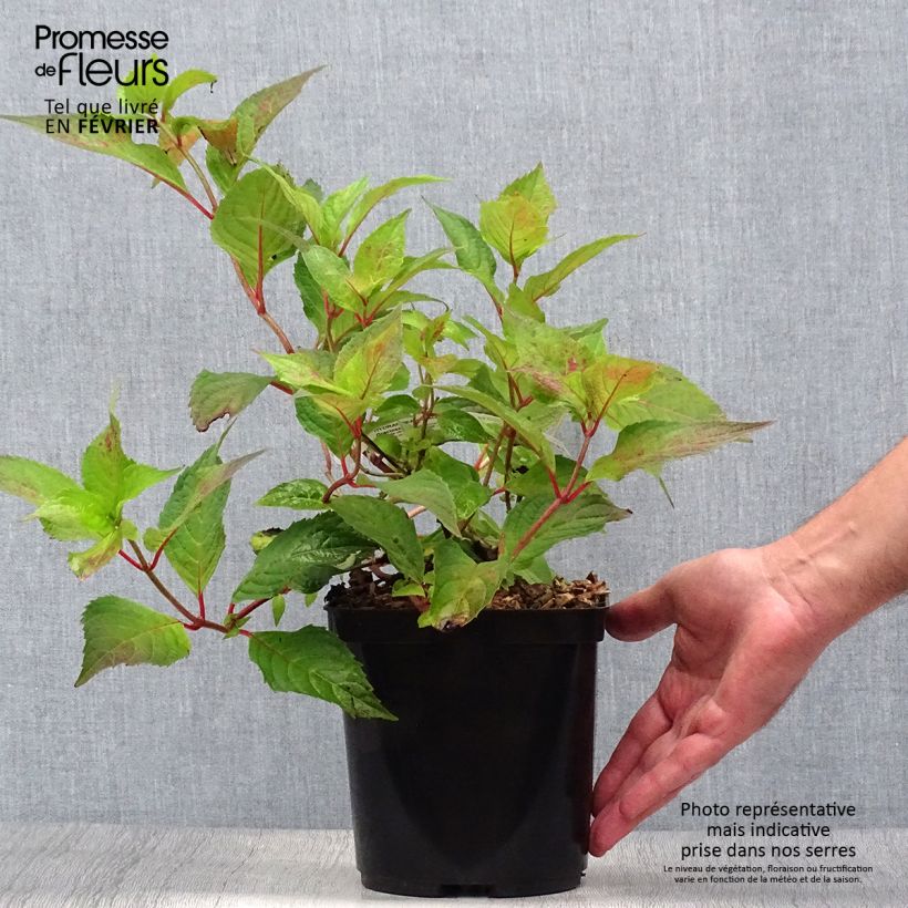Exemplaar van Hydrangea serrata Graciosa - Berghortensia Pot van 2 l/3 l zoals geleverd in de herfst