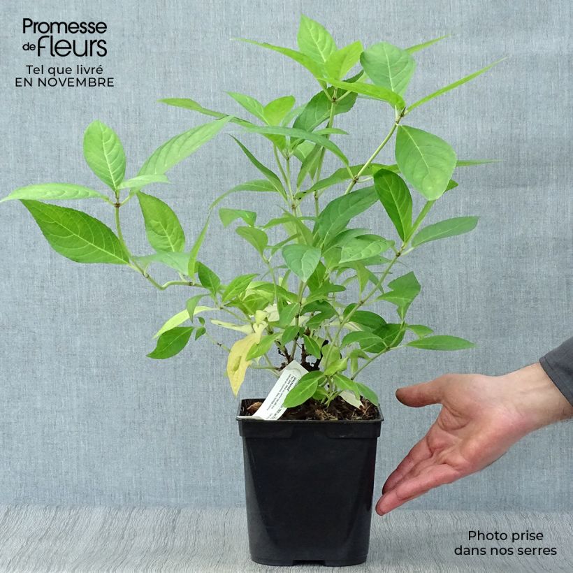 Exemplaar van Hydrangea serrata Grayswood - Berghortensia Pot van 2 l/3 l zoals geleverd in de herfst
