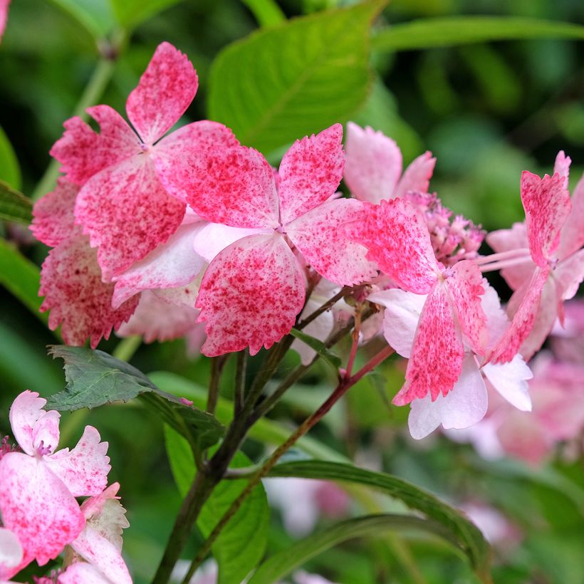 Hydrangea serrata Grayswood - Berghortensia (Flowering)