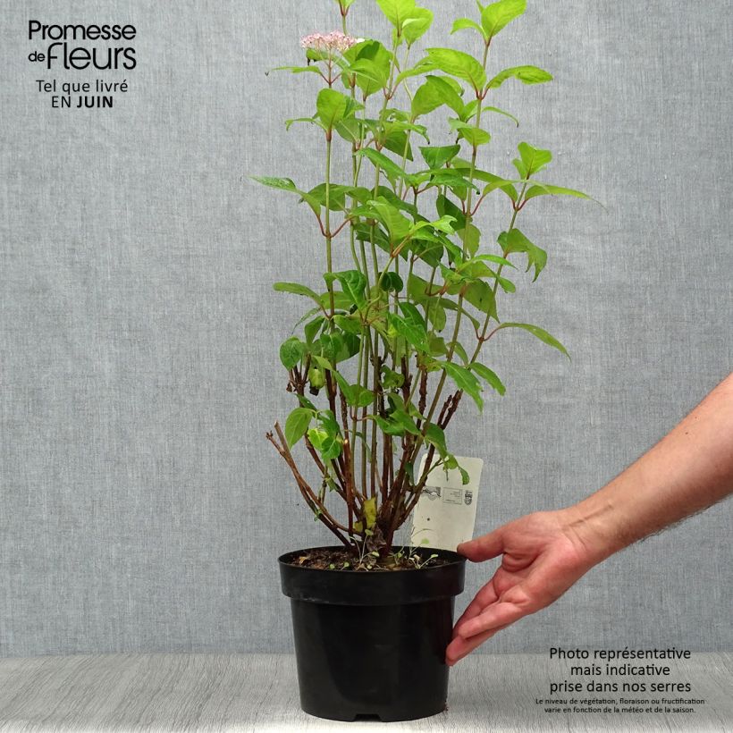 Exemplaar van Hydrangea serrata Intermedia - Berghortensia Pot van 2 l/3 l zoals geleverd in de zomer