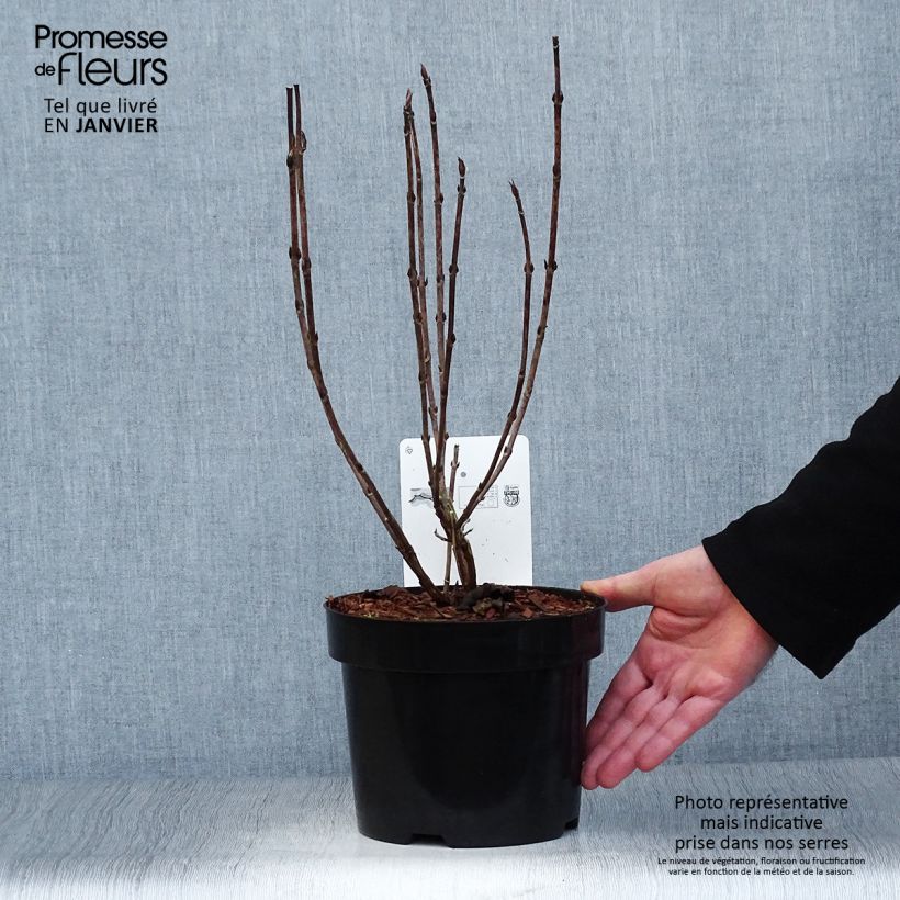 Example of Hortensia - Hydrangea serrata Intermedia Pot van 2 l/3 l as you get in hiver