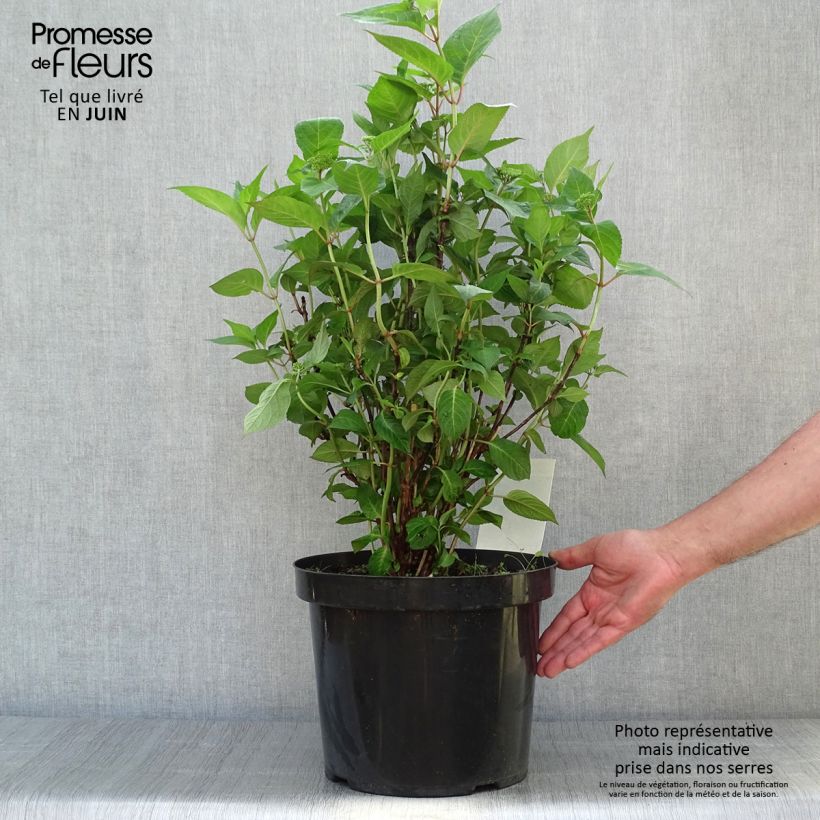 Exemplaar van Hydrangea serrata Intermedia - Berghortensia Pot van 7,5 l/10 l zoals geleverd in de zomer