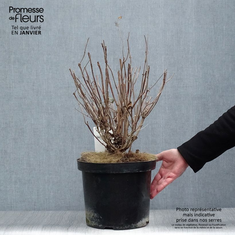 Example of Hortensia - Hydrangea serrata Intermedia Pot van 7,5 l/10 l as you get in hiver