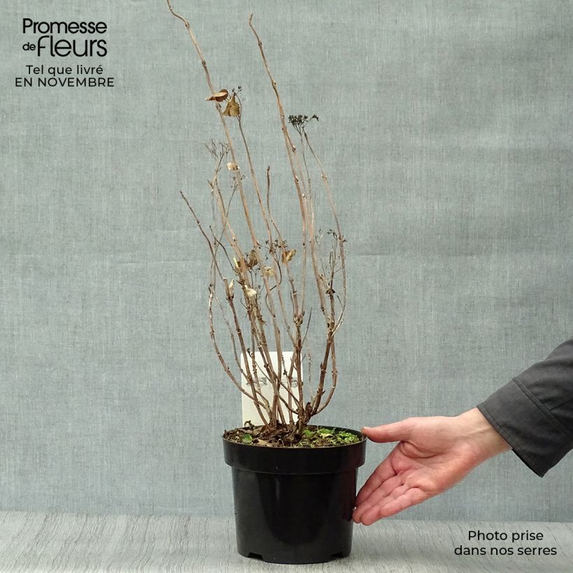 Exemplaar van Hydrangea serrata Intermedia - Berghortensia Pot van 2 l/3 l zoals geleverd in de herfst