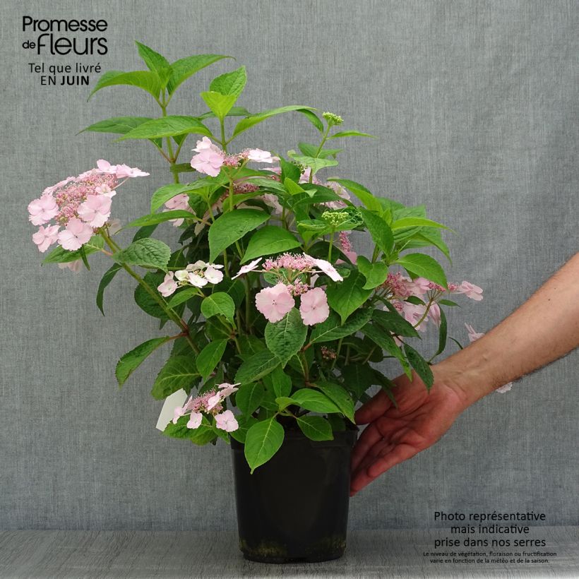 Exemplaar van Hydrangea serrata Klaveren - Berghortensia Pot van 2 l/3 l zoals geleverd in de zomer