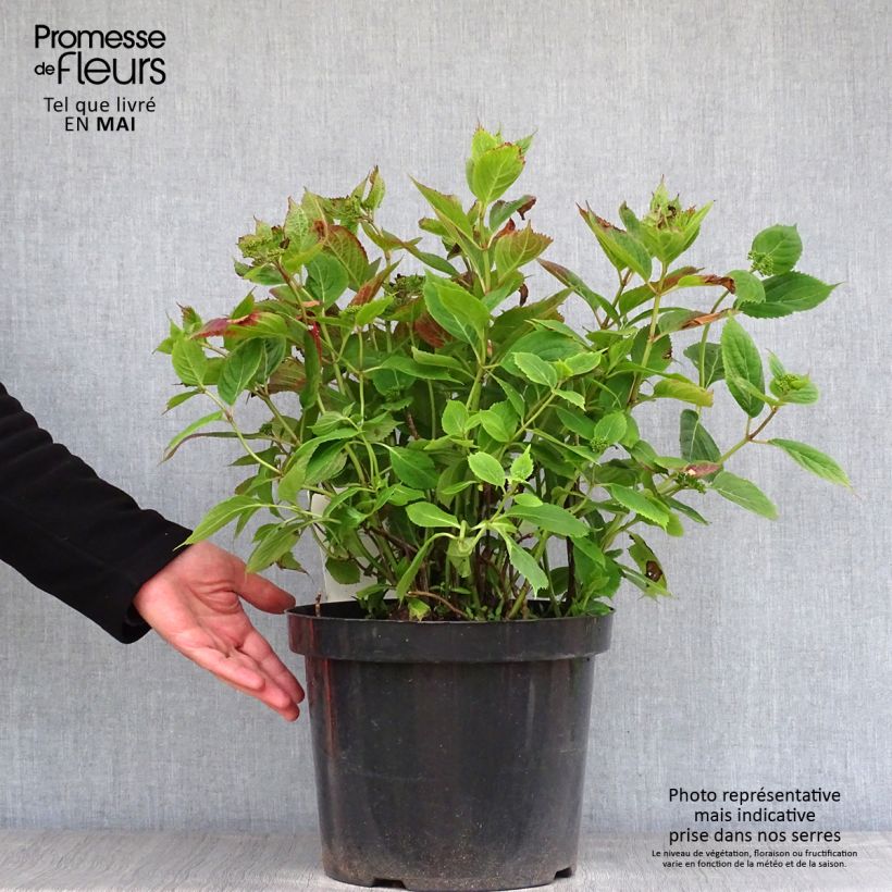 Example of Hortensia - Hydrangea serrata Magic Pillow Pot van 7,5 l/10 l as you get in printemps