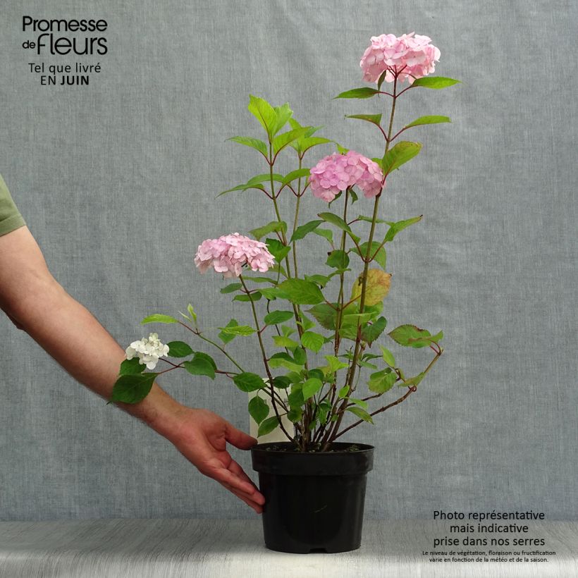 Exemplaar van Hydrangea serrata Precioza - Berghortensia Pot van 2 l/3 l zoals geleverd in de zomer