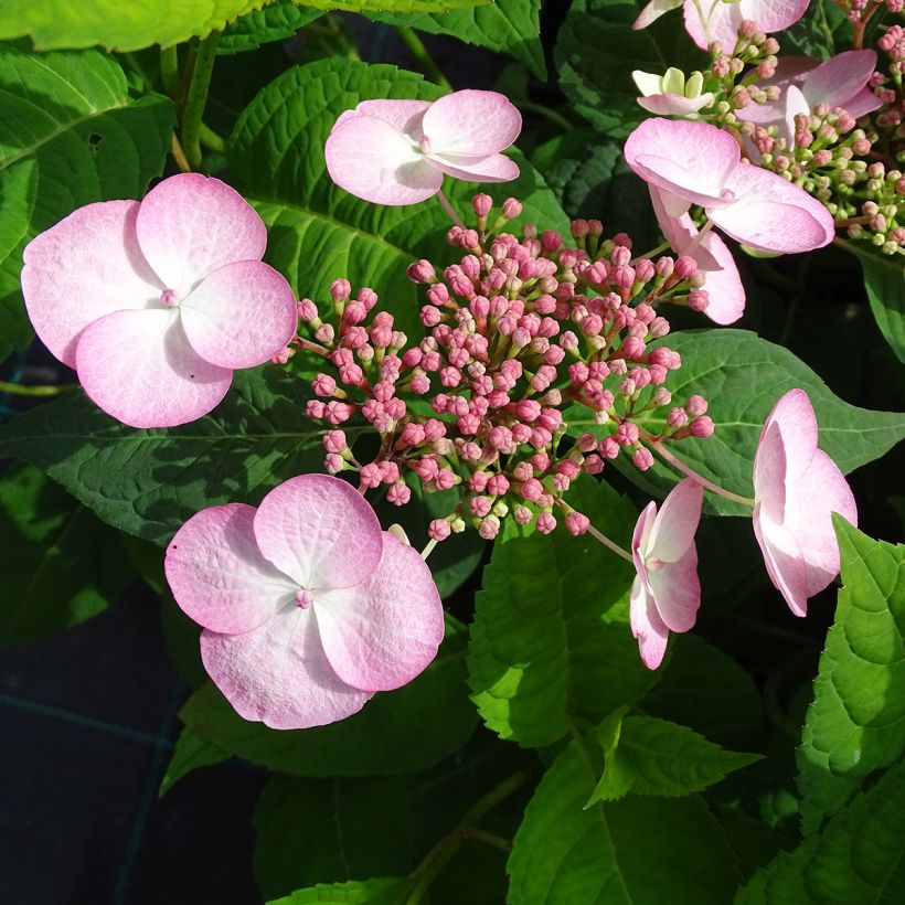 Hydrangea serrata Shojo - Berghortensia (Flowering)