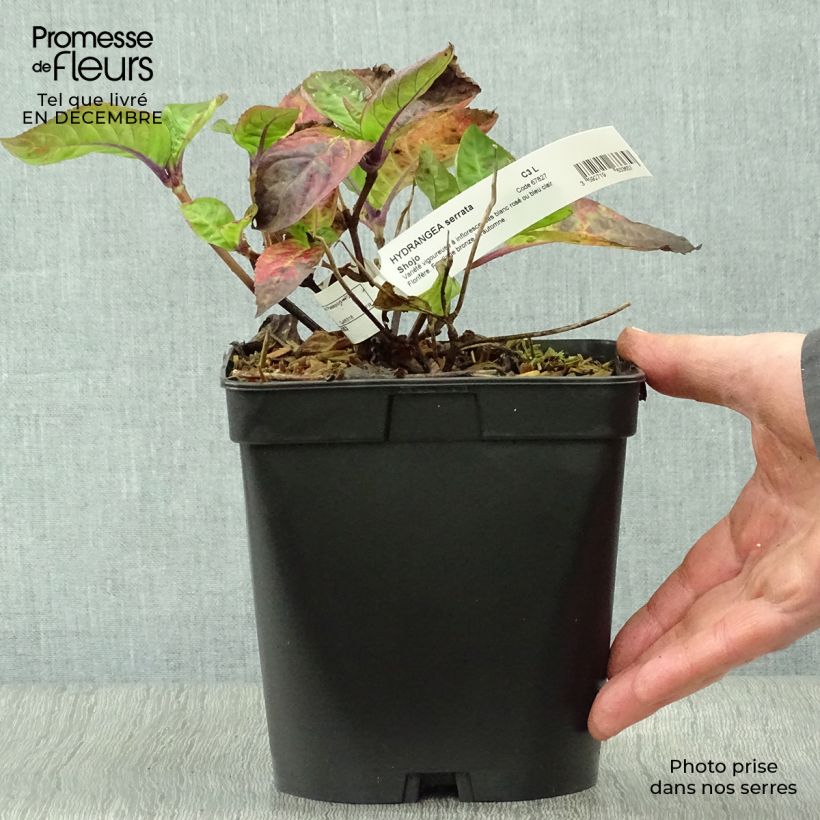 Example of Hortensia - Hydrangea serrata Shojo Pot van 2 l/3 l as you get in hiver