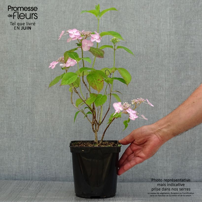 Exemplaar van Hydrangea serrata Shojo - Berghortensia Pot van 2 l/3 l zoals geleverd in de zomer