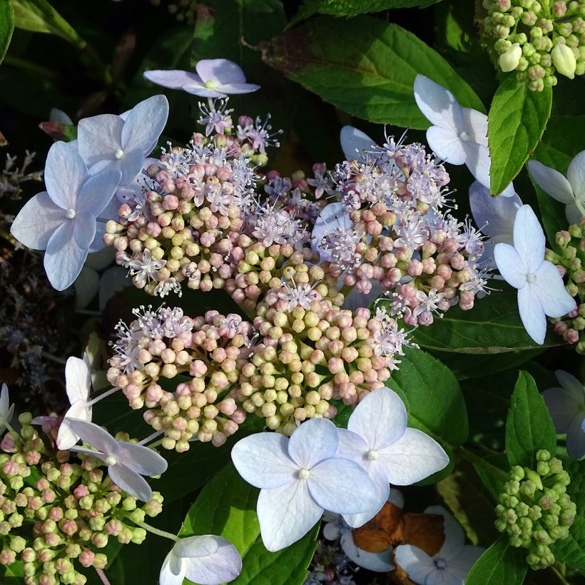 Hydrangea serrata Tiara - Berghortensia (Flowering)