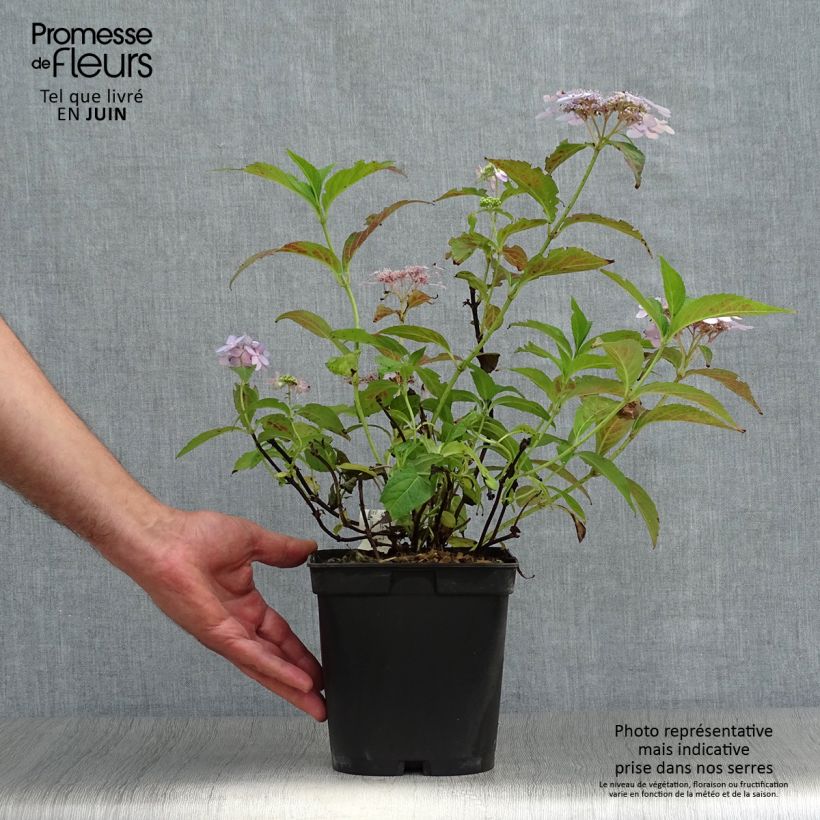 Exemplaar van Hydrangea serrata Tiara - Berghortensia Pot van 2 l/3 l zoals geleverd in de zomer