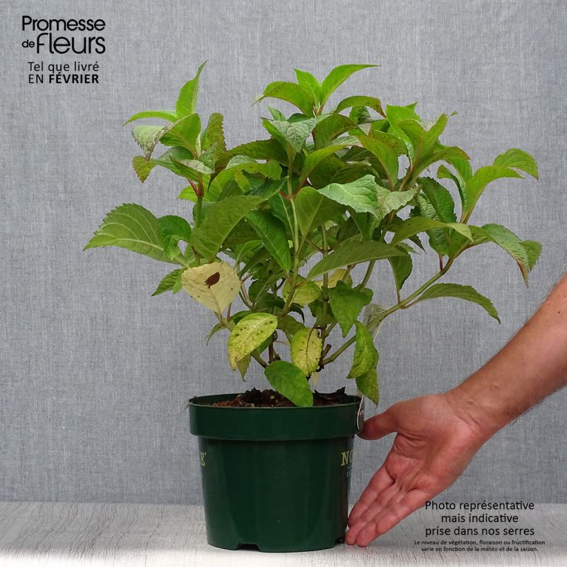 Exemplaar van Hydrangea serrata Veerle - Berghortensia Pot van 3 l/4 l zoals geleverd in de herfst